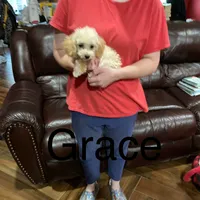 Grace, a female Poodle - Toy  for sale in Pontotoc, MS – Photo 2 of 7