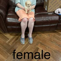 Grace, a female Poodle - Toy  for sale in Pontotoc, MS – Photo 6 of 7