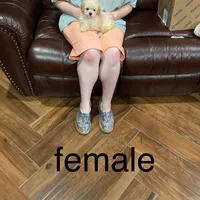 Grace, a female Poodle - Toy  for sale in Pontotoc, MS – Photo 7 of 7