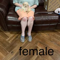Grace, a female Poodle - Toy  for sale in Pontotoc, MS – Photo 5 of 7