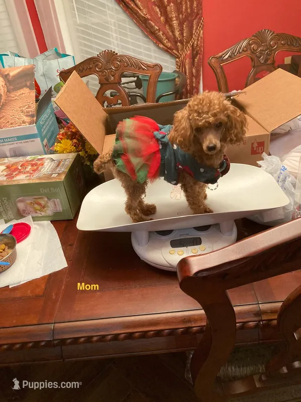Millie – Poodle - Toy  puppy for sale in Pontotoc, MS