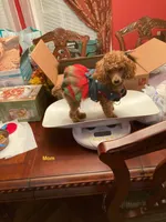 Millie, a female Poodle - Toy  for sale in Pontotoc, MS – 1 of 3