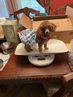 Millie, a female Poodle - Toy  for sale in Pontotoc, MS – 2 of 3