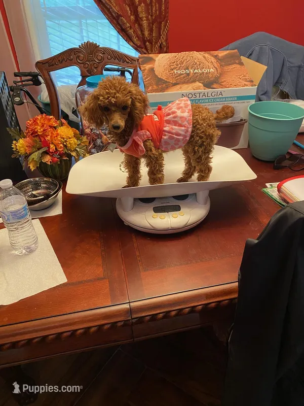 Millie – Poodle - Toy  puppy for sale in Pontotoc, MS