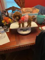 Millie, a female Poodle - Toy  for sale in Pontotoc, MS – 3 of 3