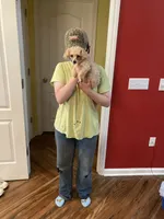 Rose, a female Poodle - Toy  for sale in Pontotoc, MS – Photo 2 of 3