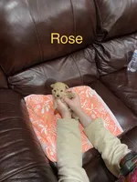 Rose, a female Poodle - Toy  for sale in Pontotoc, MS – Photo 3 of 3
