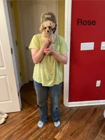 Rose, a female Poodle - Toy  for sale in Pontotoc, MS – Photo 1 of 3