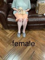 PollyAnn, a female Poodle - Toy  for sale in Pontotoc, MS – 6 of 9