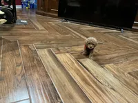 Rose, a female Poodle - Toy  for sale in Pontotoc, MS – 5 of 9