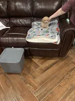 Scamp, a male Poodle - Toy  for sale in Pontotoc, MS – 3 of 6