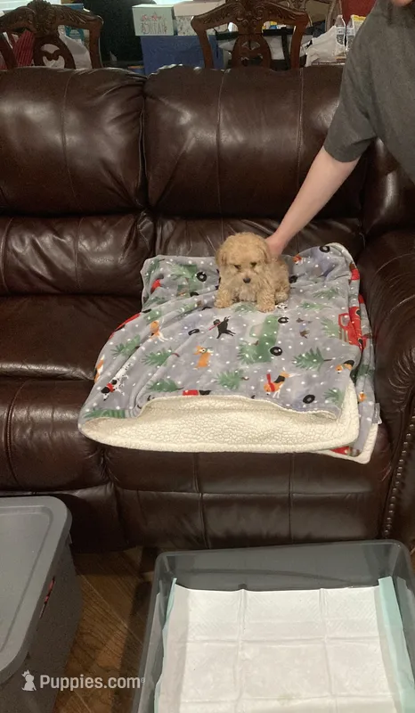 Scamp – Poodle - Toy  puppy for sale in Pontotoc, MS
