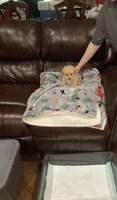 Scamp, a male Poodle - Toy  for sale in Pontotoc, MS – 1 of 6