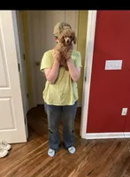 Millie, a female Poodle - Toy  for sale in Pontotoc, MS – 4 of 5