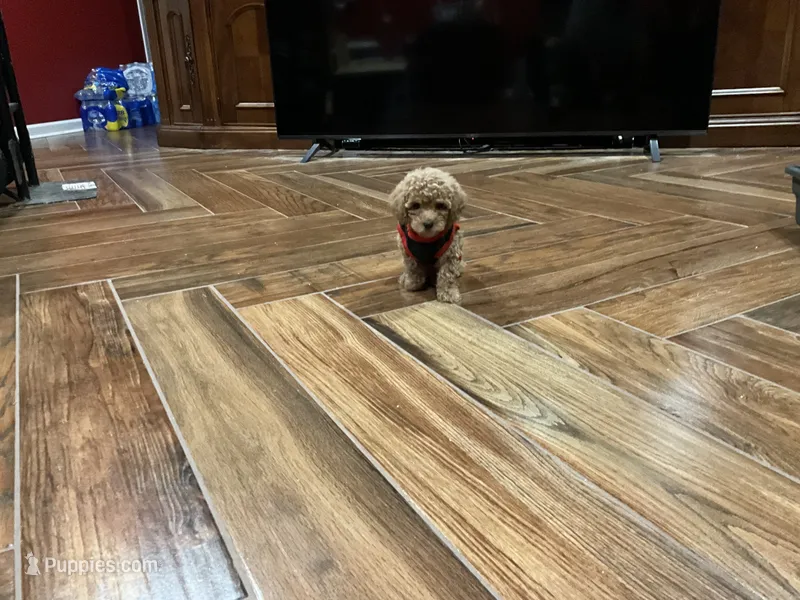Rose – Poodle - Toy  puppy for sale in Pontotoc, MS