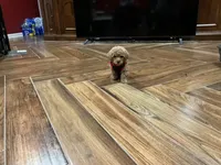 Rose, a female Poodle - Toy  for sale in Pontotoc, MS – 1 of 9
