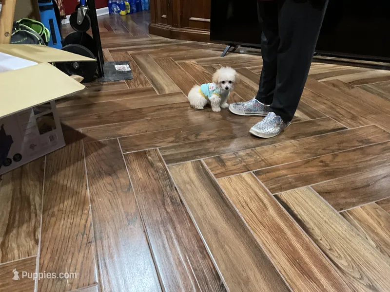 Angel – Poodle - Toy  puppy for sale in Pontotoc, MS
