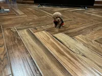 Rose, a female Poodle - Toy  for sale in Pontotoc, MS – 5 of 7