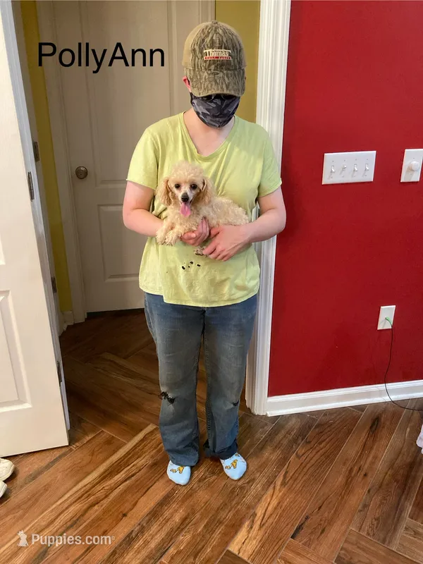 PollyAnn – Poodle - Toy  puppy for sale in Pontotoc, MS