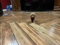 Rose, a female Poodle - Toy  for sale in Pontotoc, MS – 9 of 9