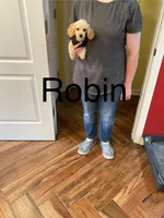 Robin, a male Poodle - Toy  for sale in Pontotoc, MS – 3 of 5