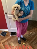 Snow white, a female Poodle - Toy  for sale in Pontotoc, MS – 2 of 2