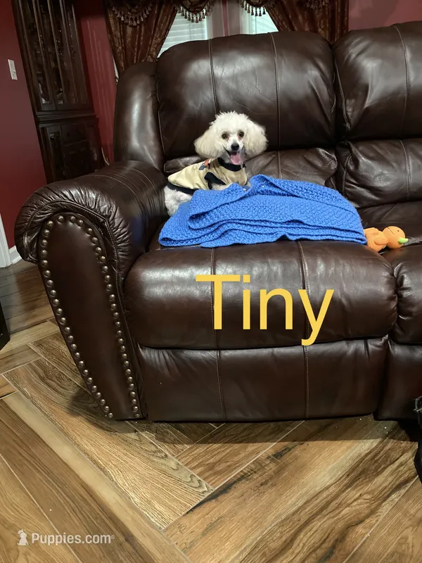 Tiny – Poodle - Toy  puppy for sale in Pontotoc, MS