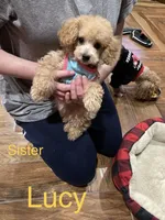 Lucy, a female Poodle - Toy  for sale in Pontotoc, MS – Photo 4 of 6