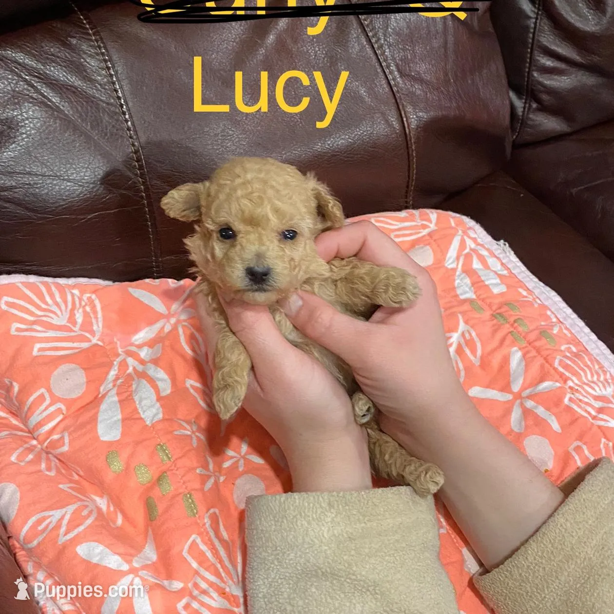 Lucy, a female Poodle - Toy  for sale in Pontotoc, MS – Photo 2 of 6