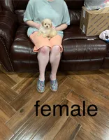 PollyAnn, a female Poodle - Toy  for sale in Pontotoc, MS – 3 of 9