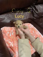 Lucy, a female Poodle - Toy  for sale in Pontotoc, MS – 6 of 6