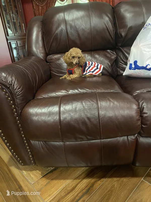 Zoe – Poodle - Toy  puppy for sale in Pontotoc, MS