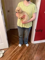 Lucy, a female Poodle - Toy  for sale in Pontotoc, MS – 1 of 6