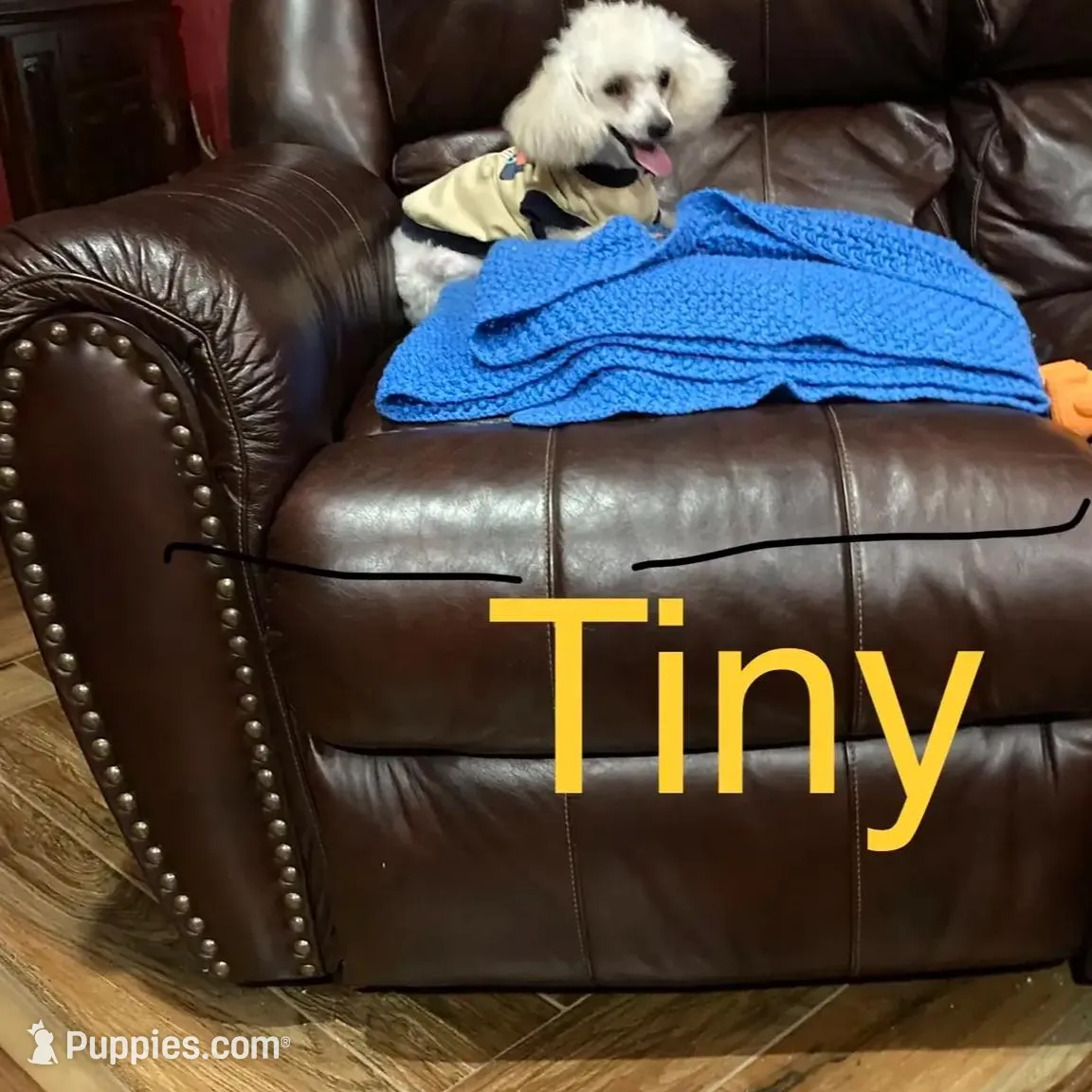 Tiny – Poodle - Toy  puppy for sale in Pontotoc, MS