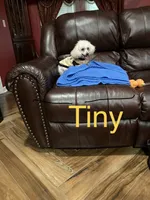 Tiny, a male Poodle - Toy  for sale in Pontotoc, MS – Photo 2 of 2