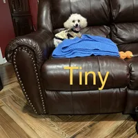Tiny, a male Poodle - Toy  for sale in Pontotoc, MS – Photo 2 of 2