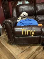 Tiny, a male Poodle - Toy  for sale in Pontotoc, MS – Photo 1 of 2