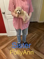 PollyAnn, a female Poodle - Toy  for sale in Pontotoc, MS – 2 of 9