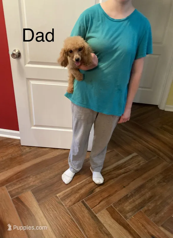 Billy – Poodle - Toy  puppy for sale in Pontotoc, MS