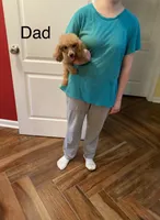 Billy, a male Poodle - Toy  for sale in Pontotoc, MS – 1 of 1
