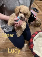 Lucy, a female Poodle - Toy  for sale in Pontotoc, MS – 2 of 6