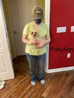 PollyAnn, a female Poodle - Toy  for sale in Pontotoc, MS – 7 of 9