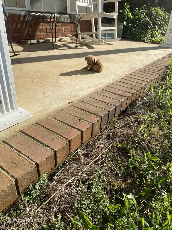 Flop – Poodle - Toy  puppy for sale in Pontotoc, MS