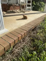 Flop, a male Poodle - Toy  for sale in Pontotoc, MS – 1 of 5