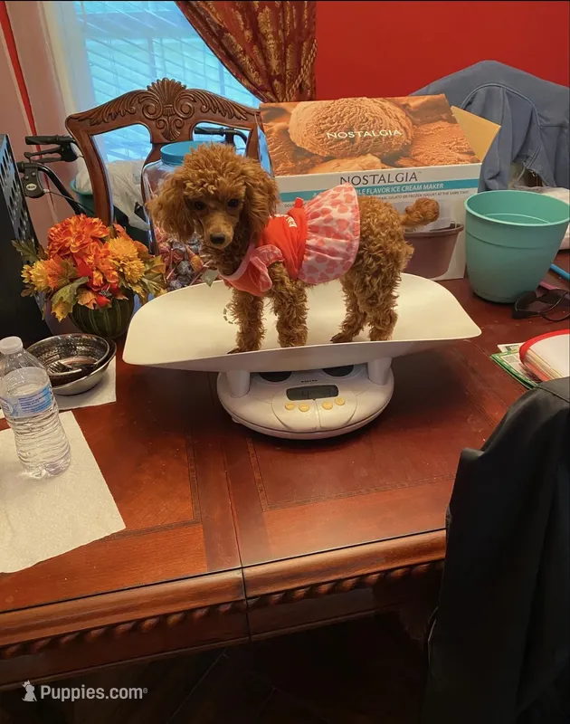 Millie – Poodle - Toy  puppy for sale in Pontotoc, MS
