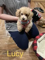 Lucy, a female Poodle - Toy  for sale in Pontotoc, MS – 5 of 6