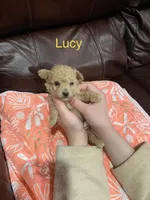 Lucy, a female Poodle - Toy  for sale in Pontotoc, MS – 6 of 6