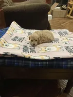 Puppy, a male Poodle - Toy  for sale in Pontotoc, MS – Photo 2 of 4