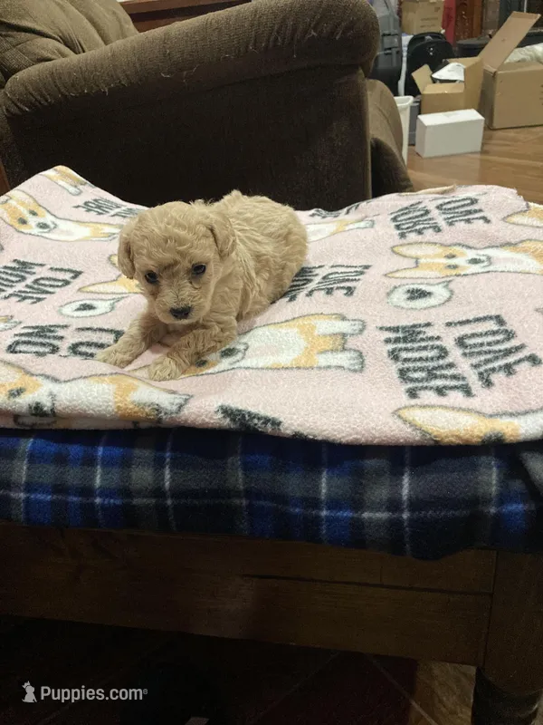 Puppy, a male Poodle - Toy  for sale in Pontotoc, MS – Photo 1 of 4
