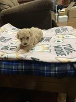 Puppy, a male Poodle - Toy  for sale in Pontotoc, MS – Photo 1 of 4
